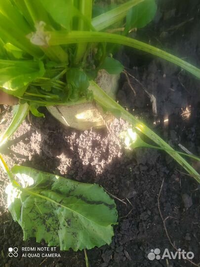 Свёкла кормовая для курей и других ж цена за кг