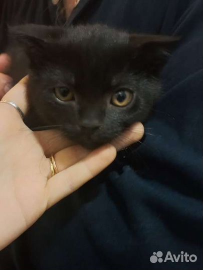 Котёнок кот