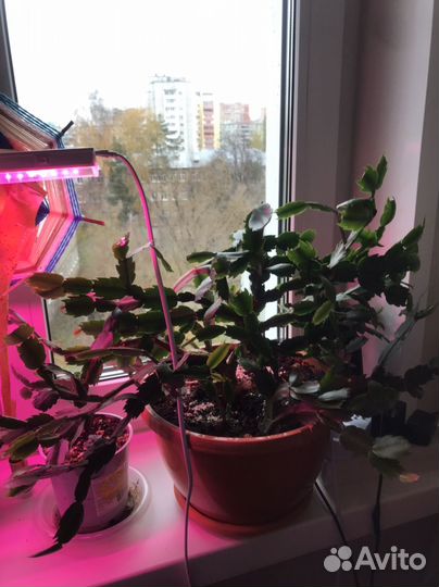 Детки белого декабриста, фиалки, алое вера и др