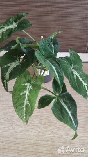 Комнатные цветы