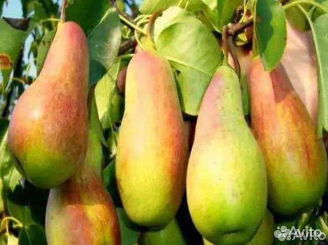 Саженцы груши двухлетние