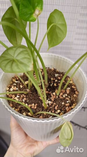 Алоказия шкура дракона