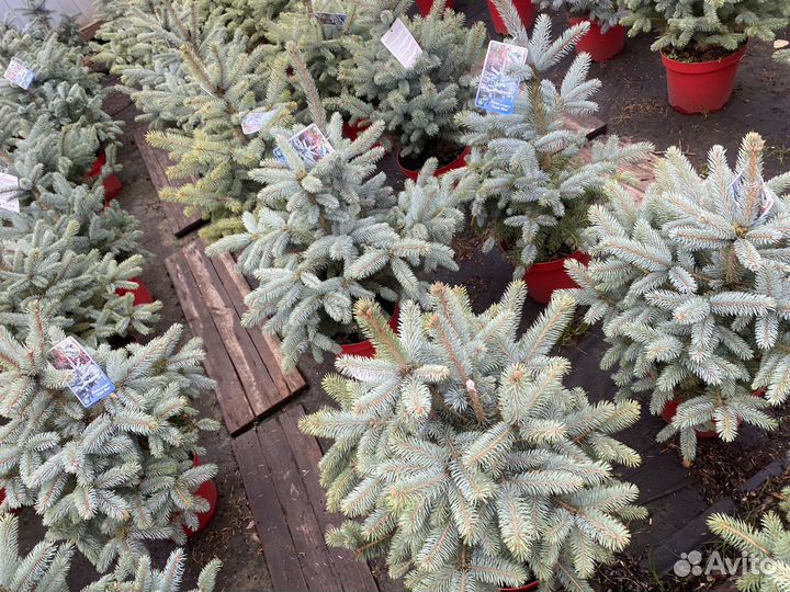 Ель голубая super блю