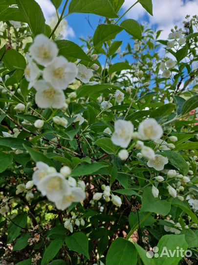 Жасмин чубушник