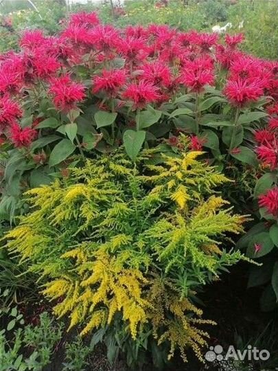 Многолетники садовые