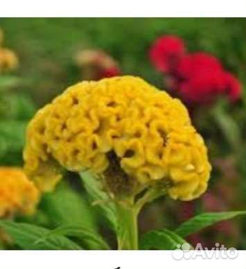 Многолетники, пряные травы