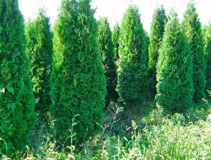 Туя колоновидная (доставка)