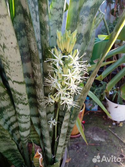 Сансинвьерия