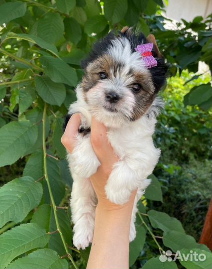 Щенки бивер йорка