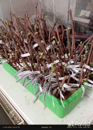 Виноград саженцы