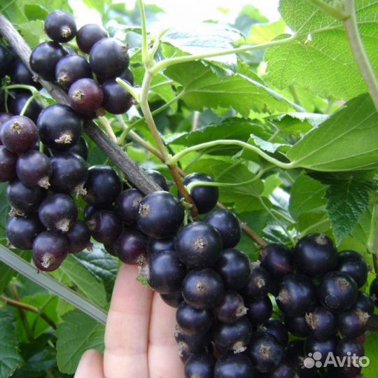 Саженцы смородины 