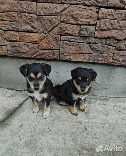 Собака в добрые руки отдам бесплатно