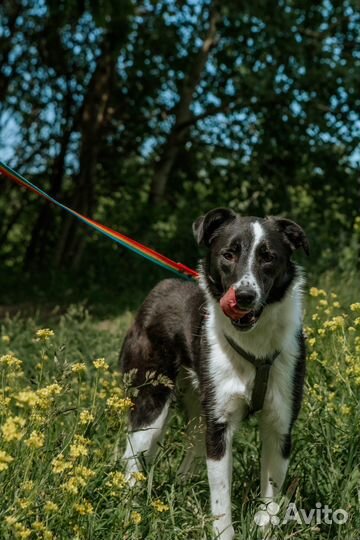 Собака настоящий Принц