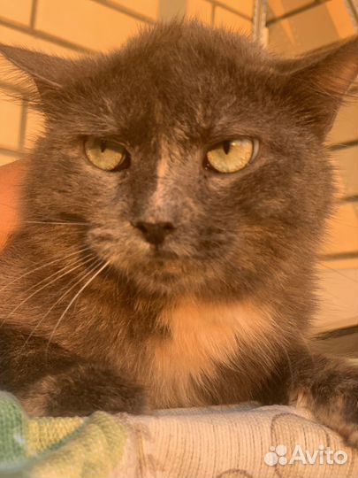 Нежная кошка