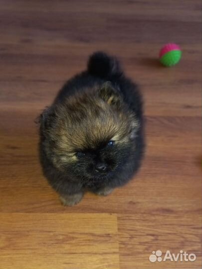 Щенок шпица