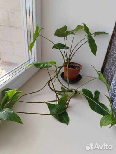 Укорененный отросток сингониума