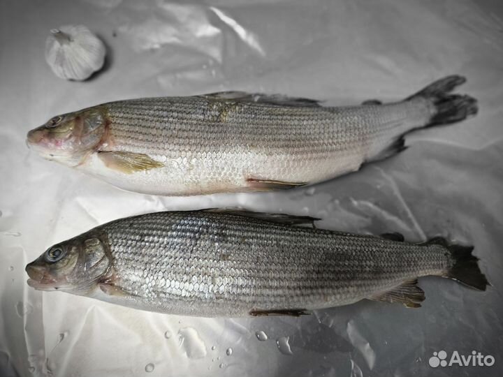Рыба Хариус с/м крупный,свежий завоз