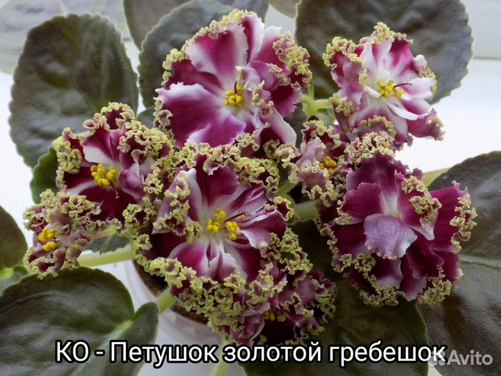 Фиалки сортовые