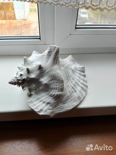 Ракушка морская