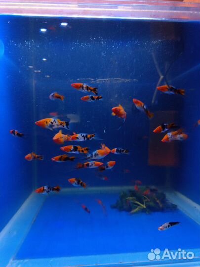 Меченосцы Кои