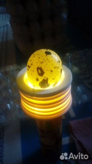 Инкубационное яйцо перепелов