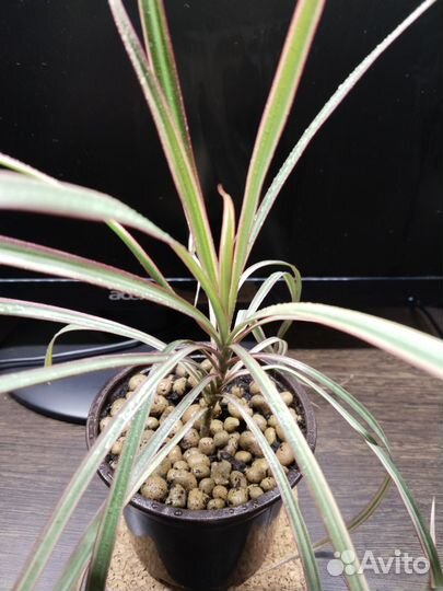 Фикус бенджамина пестролистный