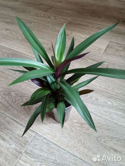 Стрептокарпелла Эписция Традесканция