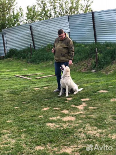 Услуги кинолога