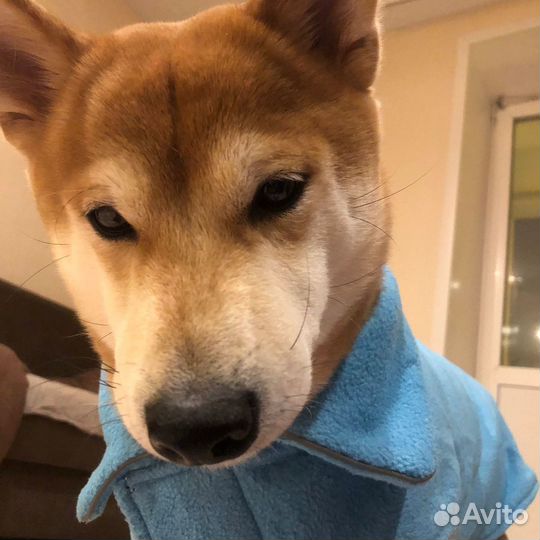 Отдам в добрые руки