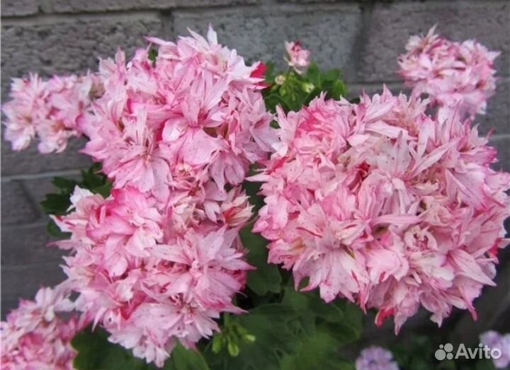 Пеларгония карлик