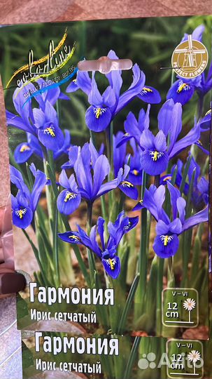 Тюльпаны,нарциссы и др луковичные