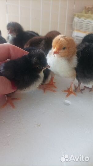 Цыплята пород ухейлюй и маран