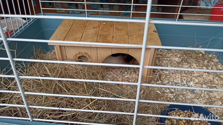 Морская свинка в добрые руки