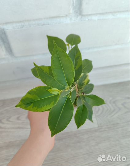 Фикус бенджамина пестролистный