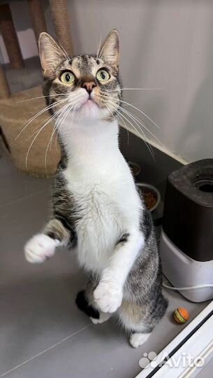 Кот Сем в поиске идеального дома