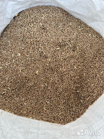 Зерно пшеница подсолнечник