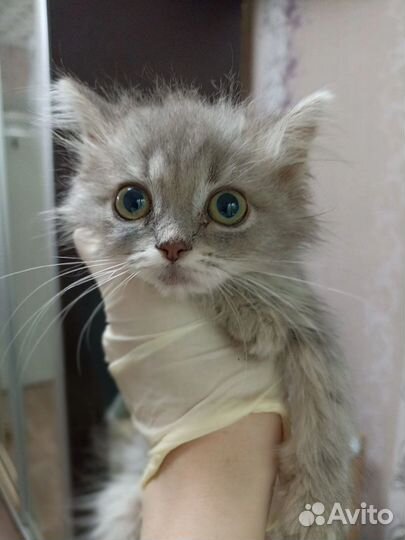 Котятки в поисках дома