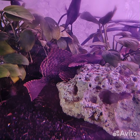 Аквариумные рыбки