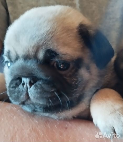 Щенки мопса