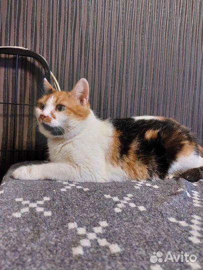 Очень ласковая трехцветная молодая кошка