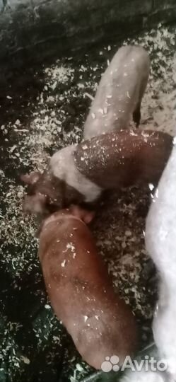 Продаю поросят