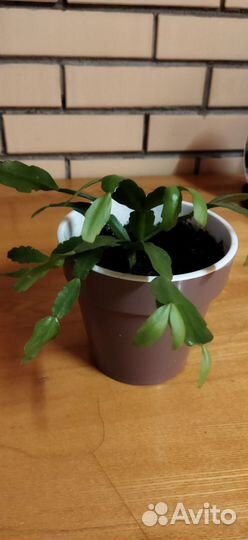 Комнатные растения бесплатно