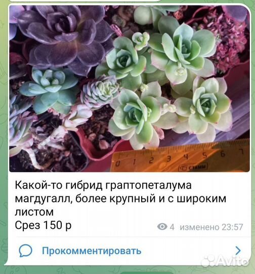 Суккуленты эхеверия разные