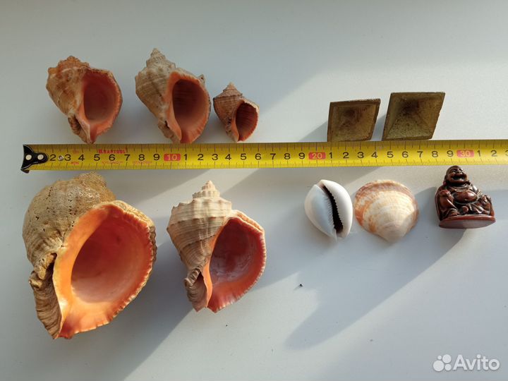 Сувениры ракушки и пр