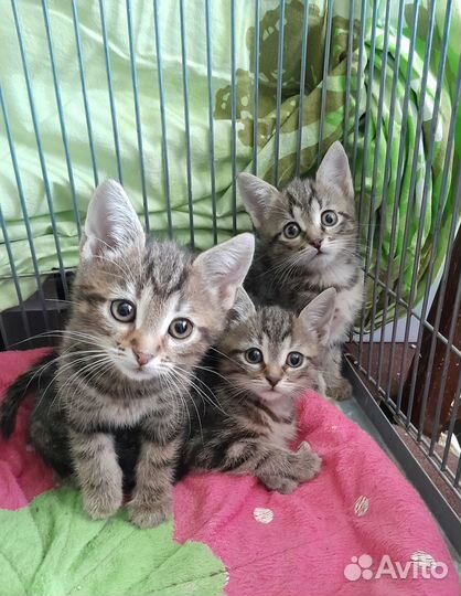 Котята мраморного окраса 2,5 мес