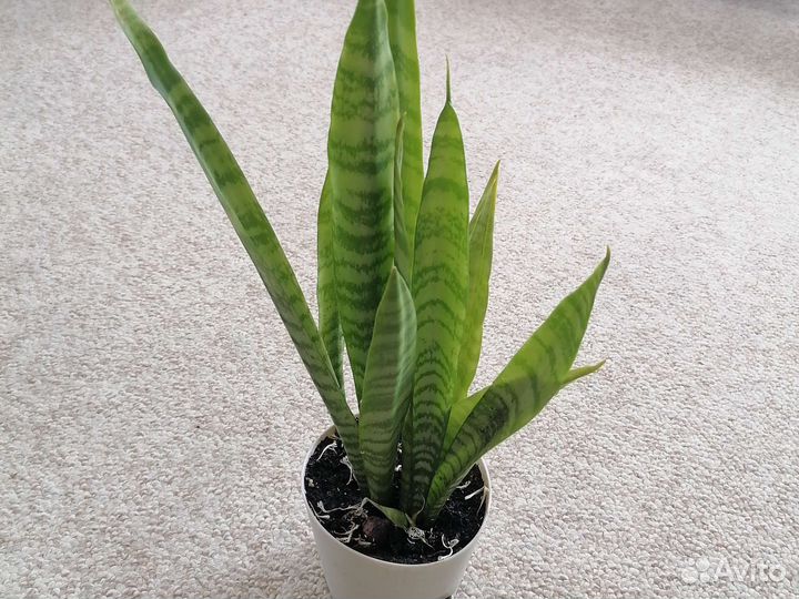 Комнатные цветы