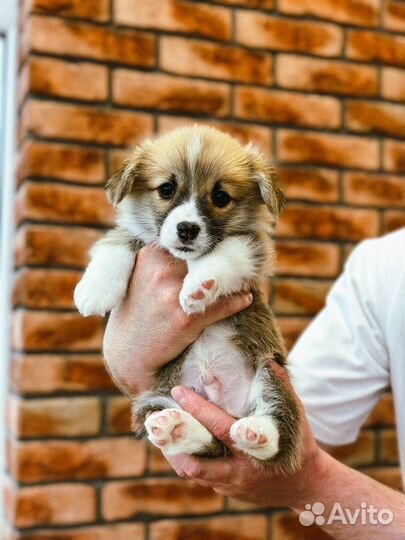Продам щенят корги