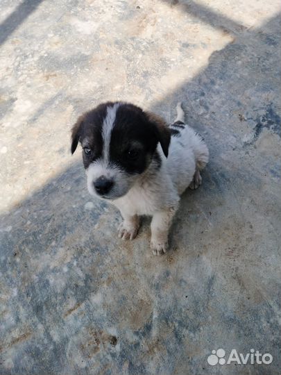 Среднеазиатская овчарка