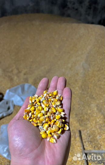 Кукуруза