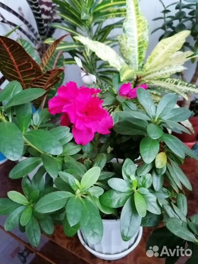 Комнатные цветы